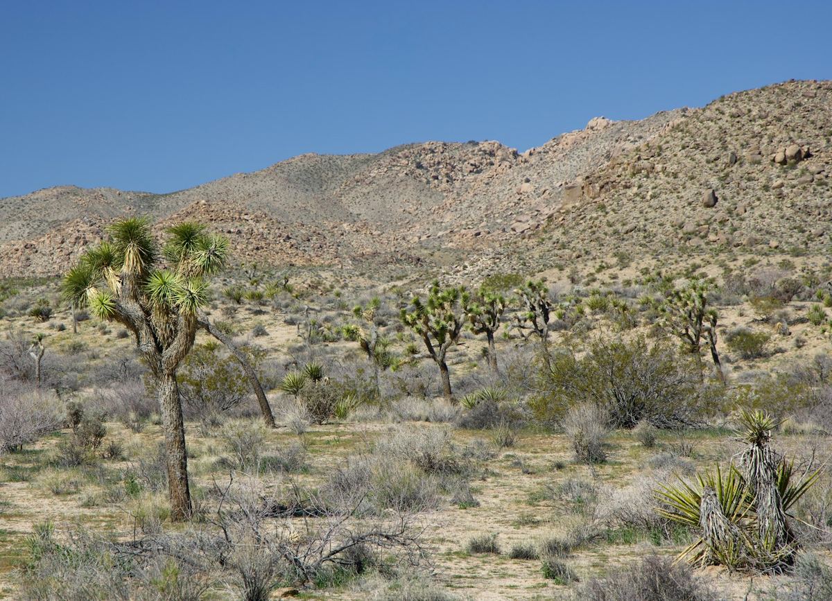 Joshua Tree National Park in California — rated 8.4/10