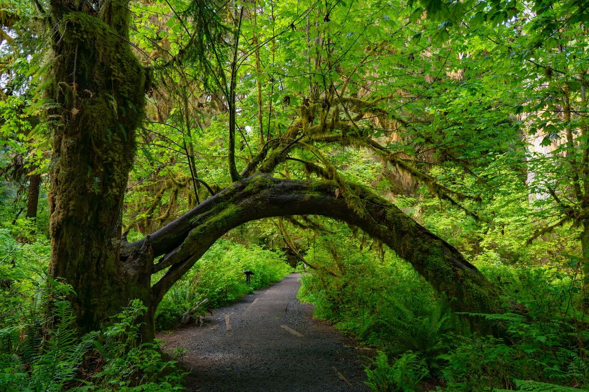 Olympic National Park