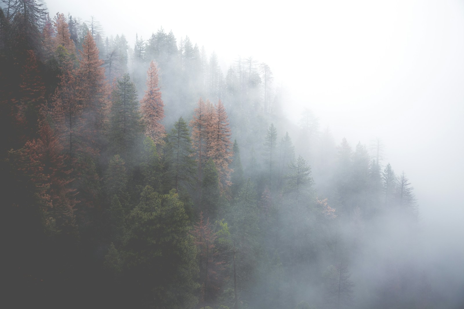 Redwood National Park