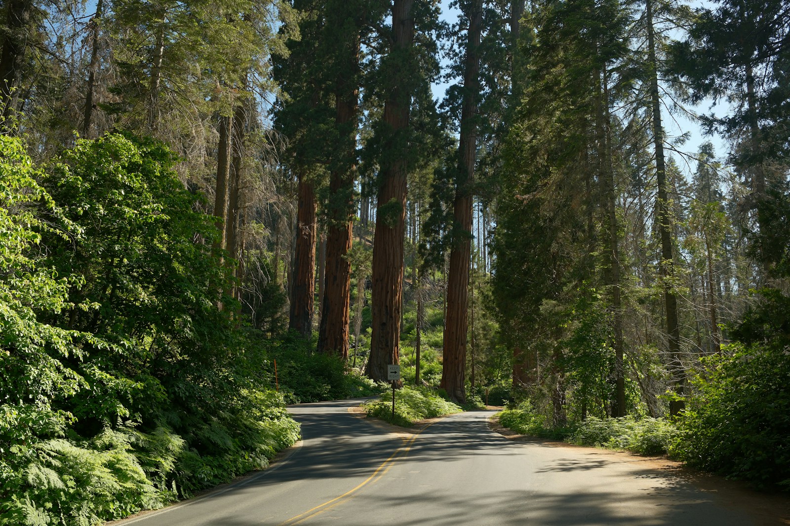 Sequoia National Park in California — rated 8.6/10